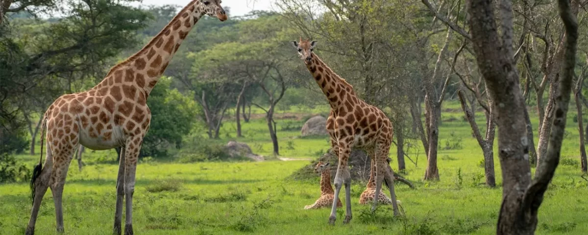 Things to Do in Lake Mburo National Park