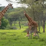 Things to Do in Lake Mburo National Park