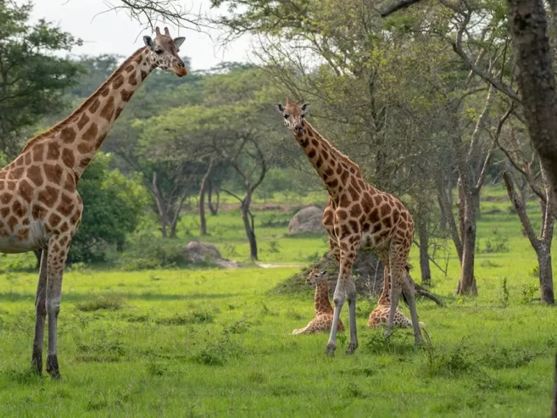 Things to Do in Lake Mburo National Park