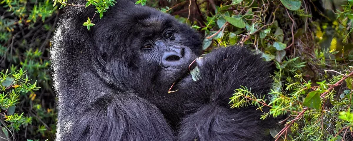 Things to Do in Mgahinga Gorilla National Park