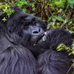 Things to Do in Mgahinga Gorilla National Park