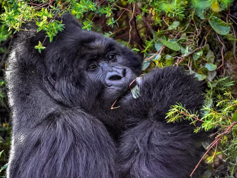 Things to Do in Mgahinga Gorilla National Park