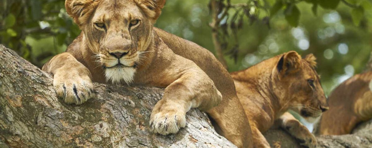 Things to Do in Queen Elizabeth National Park