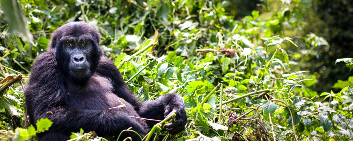 Things to do in Bwindi impenetrable forest national park