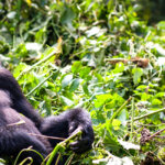 Things to do in Bwindi impenetrable forest national park