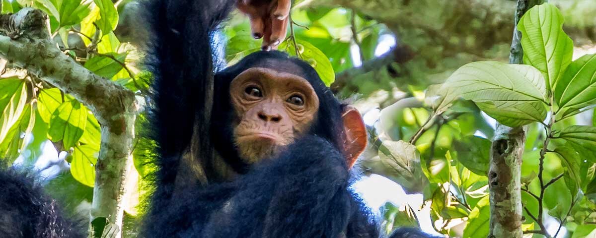 Things to do in Kibale forest National park