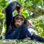 Things to do in Kibale forest National park