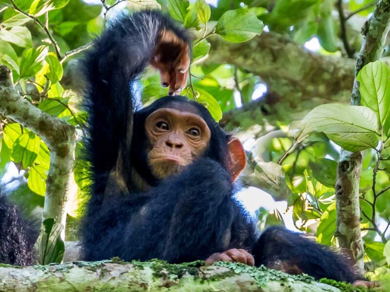 Things to do in Kibale forest National park