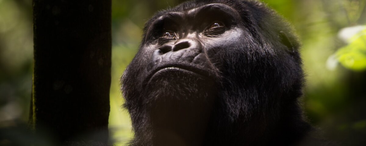 Uganda Gorilla Tours from Albania