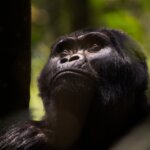Uganda Gorilla Tours from Albania