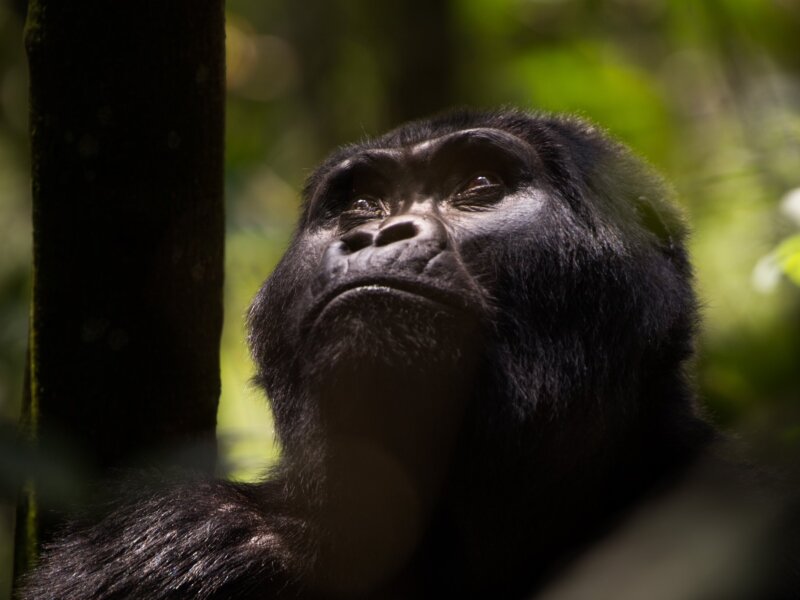 Uganda Gorilla Tours from Albania