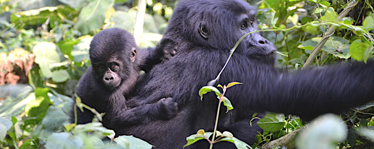 Uganda Gorilla Tours from Algeria