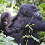 Uganda Gorilla Tours from Algeria