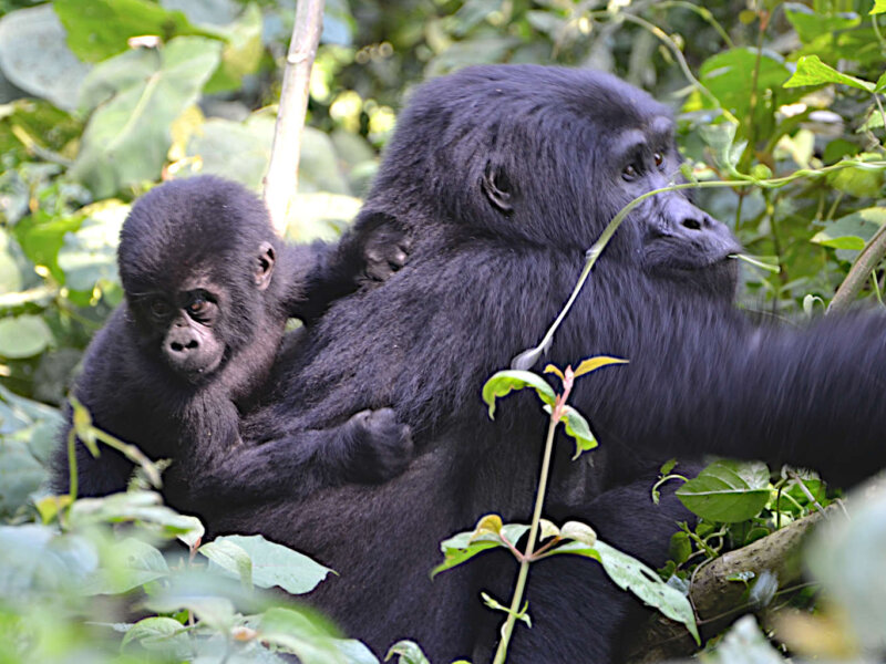 Uganda Gorilla Tours from Algeria