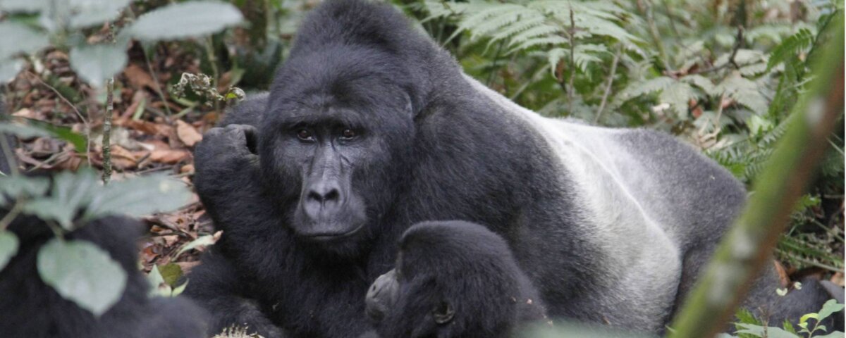 Uganda Gorilla Tours from Australia