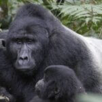 Uganda Gorilla Tours from Australia