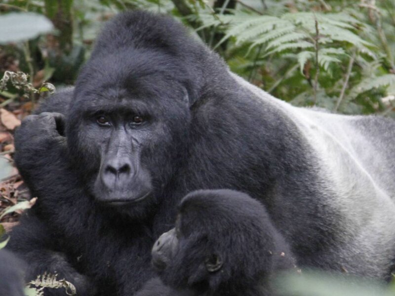 Uganda Gorilla Tours from Australia