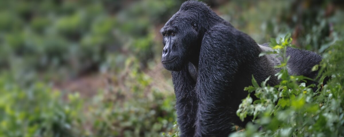 Uganda Gorilla Tours from Austria