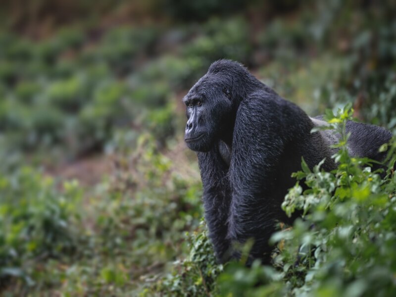 Uganda Gorilla Tours from Austria