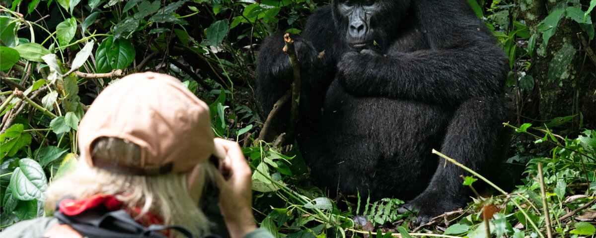 Uganda Gorilla Tours from Belarus