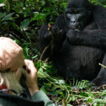 Uganda Gorilla Tours from Belarus
