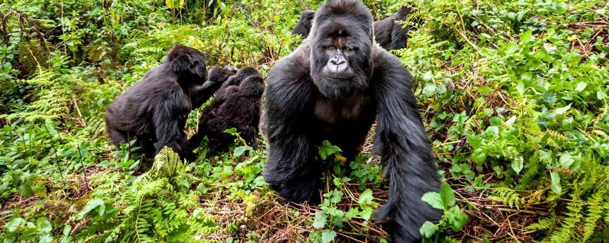 Uganda Gorilla Tours from Brazil