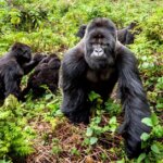 Uganda Gorilla Tours from Brazil