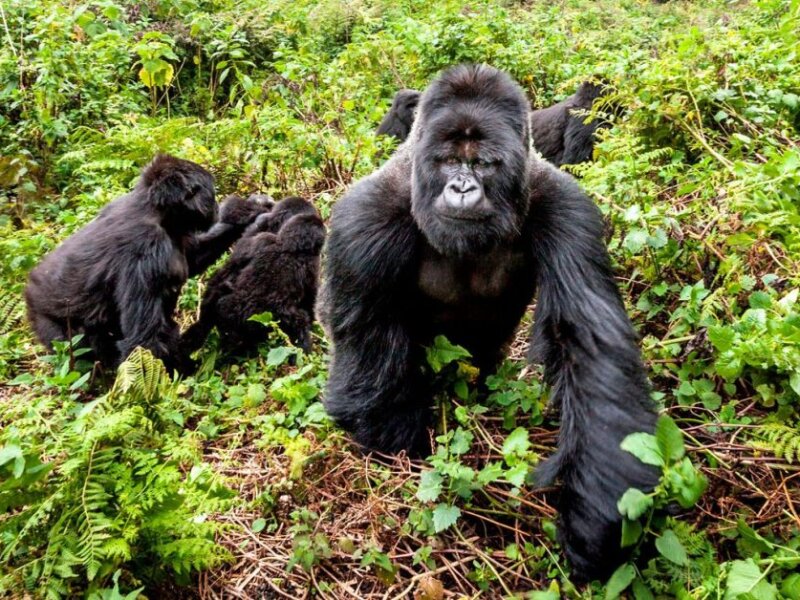 Uganda Gorilla Tours from Brazil