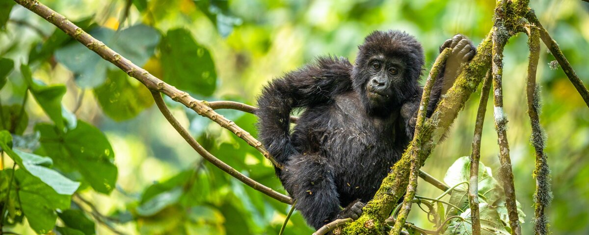 Uganda Gorilla Tours from Bulgaria