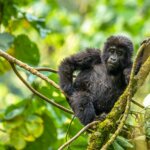 Uganda Gorilla Tours from Bulgaria