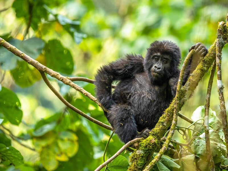 Uganda Gorilla Tours from Bulgaria