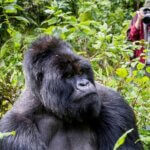 Uganda Gorilla Tours from China with a Chinese speaking guide