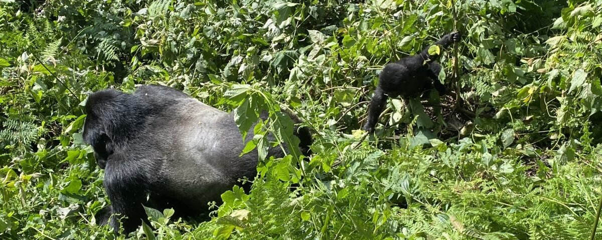 Uganda Gorilla Tours from Croatia