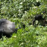 Uganda Gorilla Tours from Croatia
