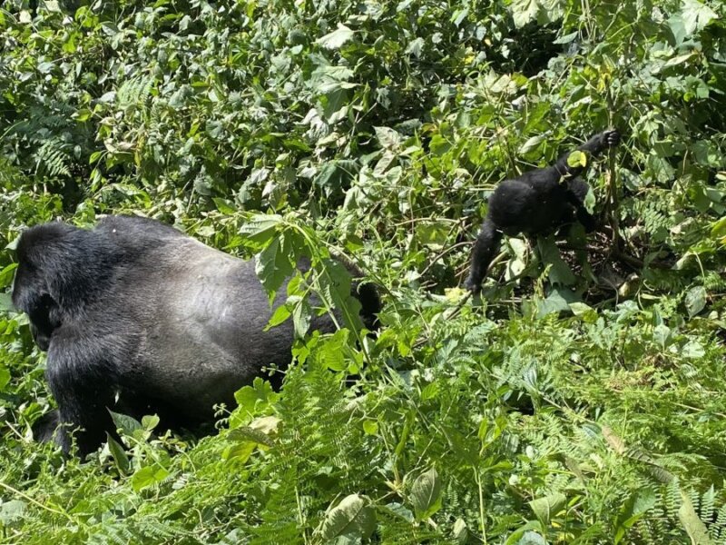 Uganda Gorilla Tours from Croatia