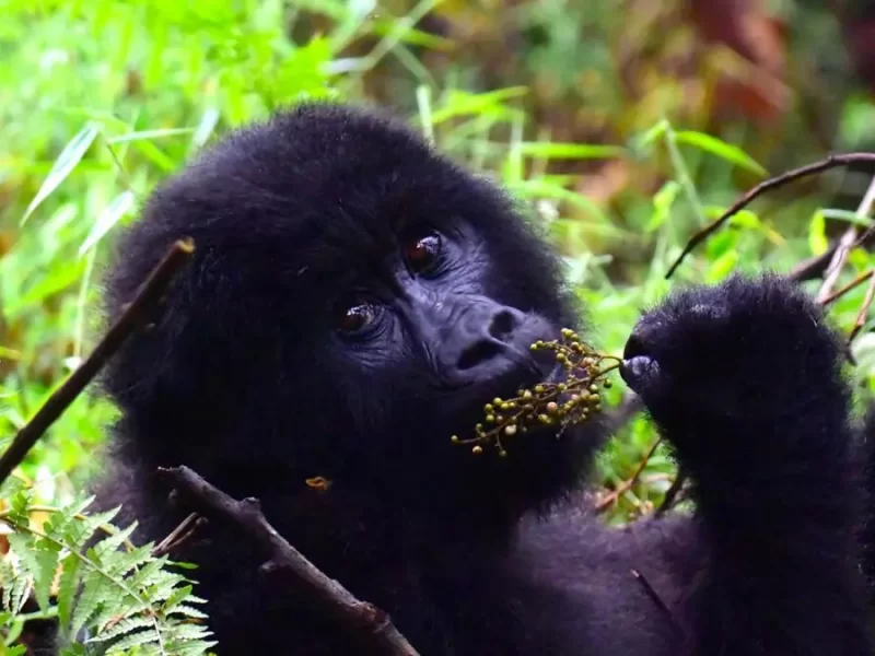 Uganda Gorilla Tours from Cyprus