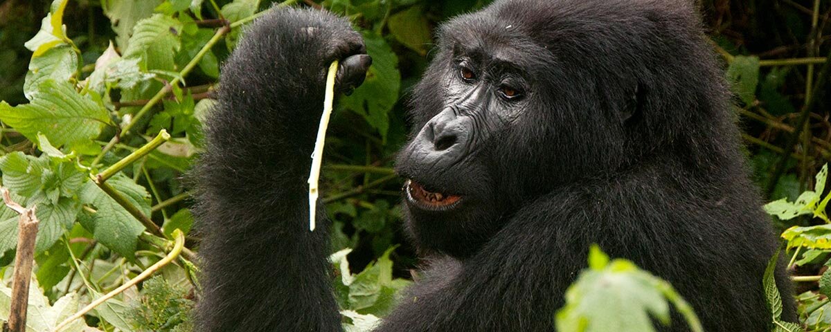 Uganda Gorilla Tours from Czech Republic