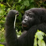 Uganda Gorilla Tours from Czech Republic