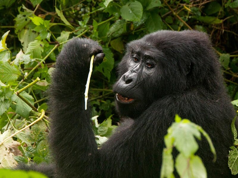 Uganda Gorilla Tours from Czech Republic
