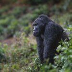 Uganda Gorilla Tours from Denmark