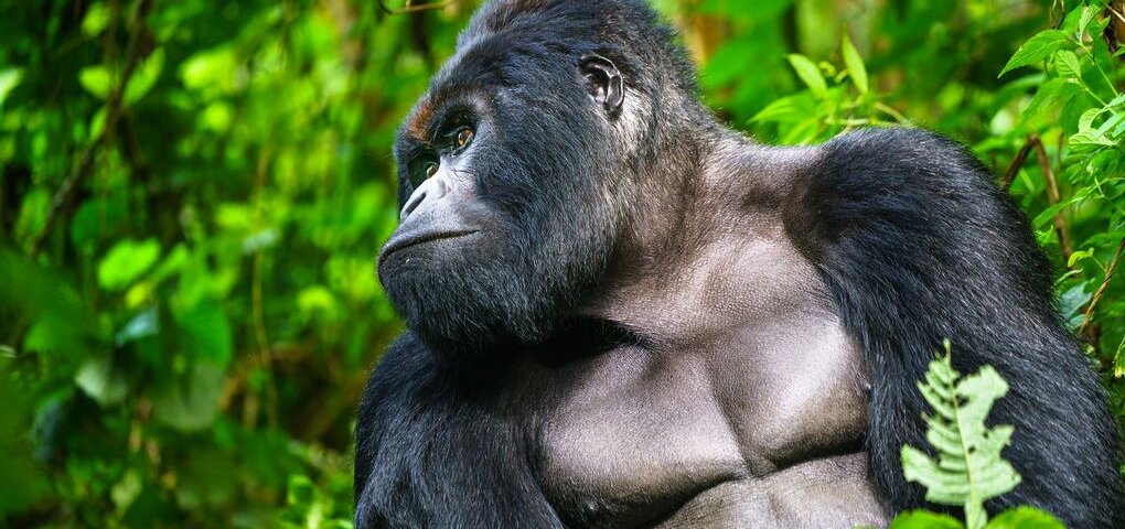 Uganda Gorilla Tours from Estonia