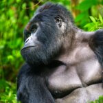 Uganda Gorilla Tours from Estonia