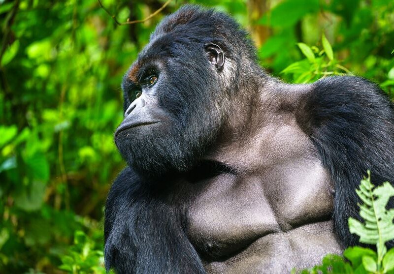 Uganda Gorilla Tours from Estonia