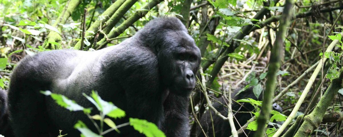 Uganda Gorilla Tours from Europe