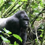 Uganda Gorilla Tours from Europe