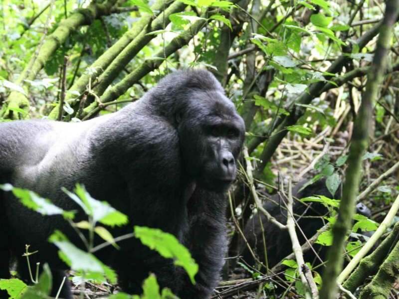 Uganda Gorilla Tours from Europe