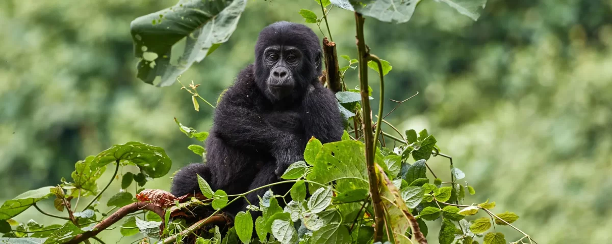 Uganda Gorilla Tours from Finland