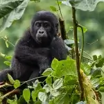 Uganda Gorilla Tours from Finland