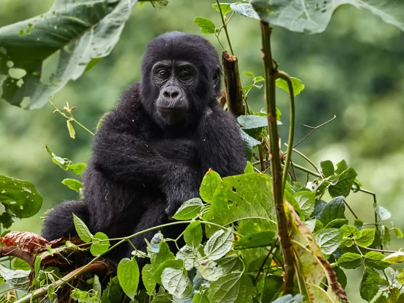 Uganda Gorilla Tours from Finland