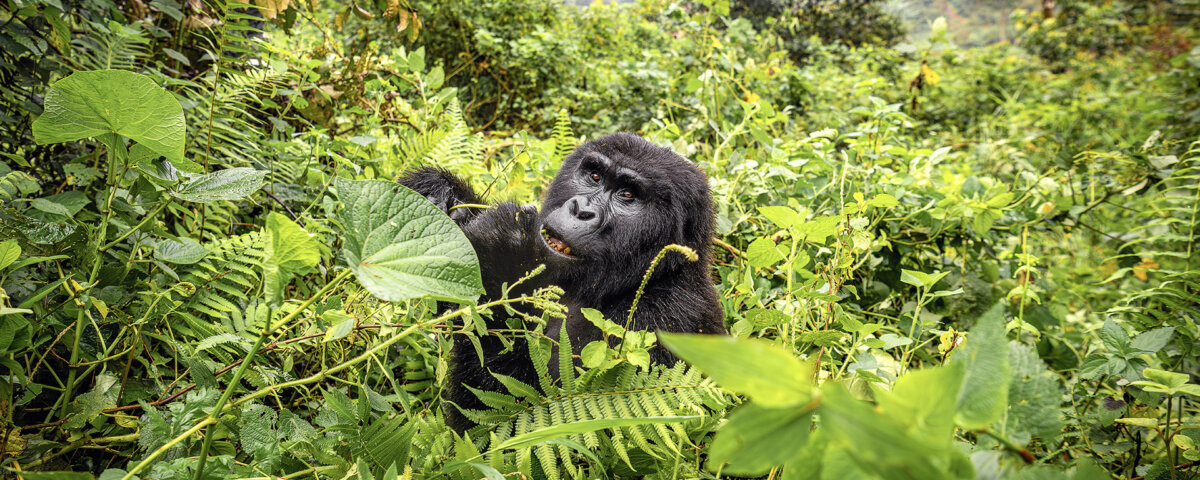 Uganda Gorilla Tours from Georgia